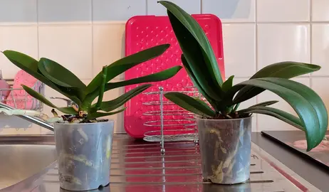 2 orchidées