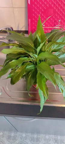 petite plante verte