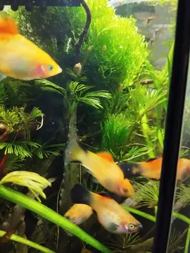 don platy
