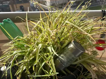 plantes verte