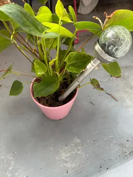 plante verte