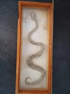 serpent