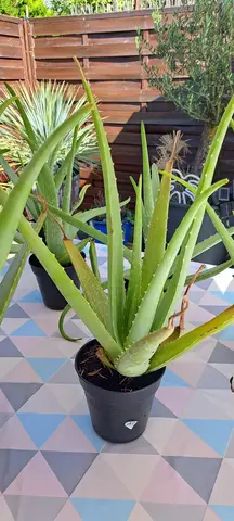 Aloe Vera