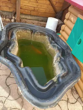 Bassin pour poissons