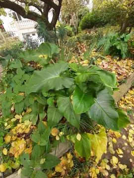 Plan d'arum blanc à grandes feuilles