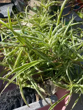 donne pouce chlorophytum