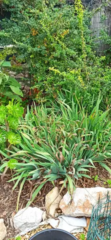 iris du des jardins violet