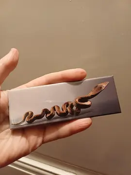 magnet serpent