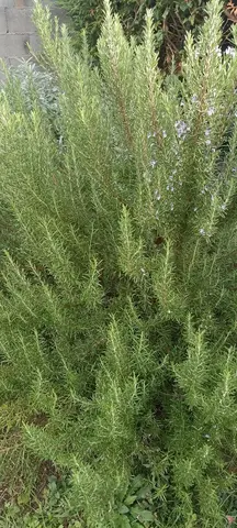 branches fraîches de romarin