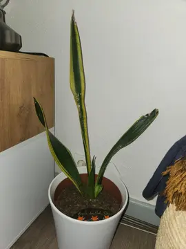 langue de belle mère