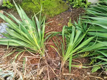 Yucca, plante exterieur