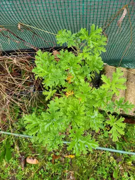géranium à bouturer