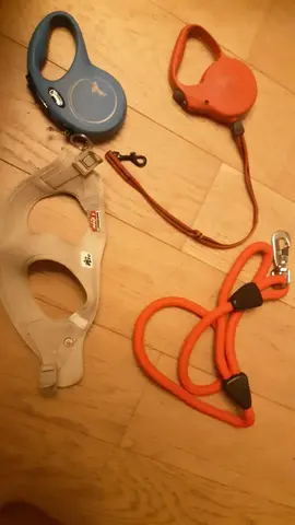 laisses et harnais