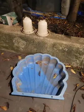 coquillage pour sable ou petite piscine