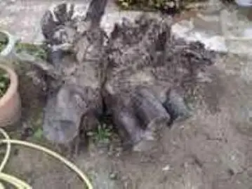 Grosse souche de laurier