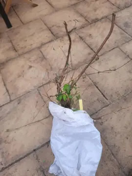 Pied de chèvrefeuille racines nues #2