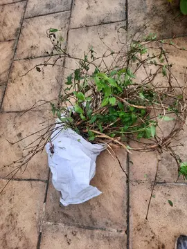 Pied de chèvrefeuille racines nues #1