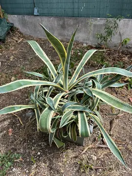 agave en bac riviera