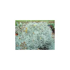 Tiges d'hélichrysum, plante parfum curry