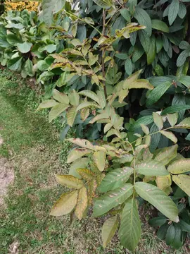 petits noyers ( entre 60cm et 1m80) à venir chercher