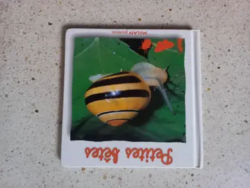 livre pour enfant les petites bêtes