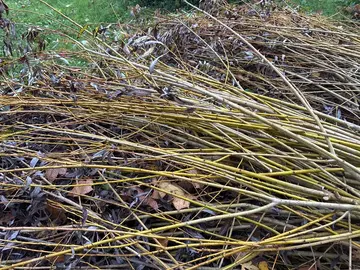 Osier frais pour barrière végétale