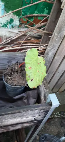 Plant de rhubarbe 2