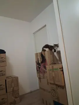 cartons de déménagement