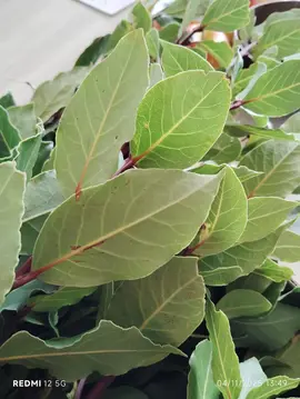 branches de laurier sauce