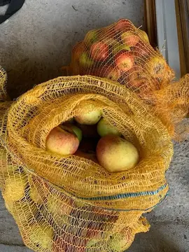 Pommes à couteau, compotes