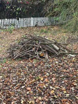 bois pour cheminée laurier