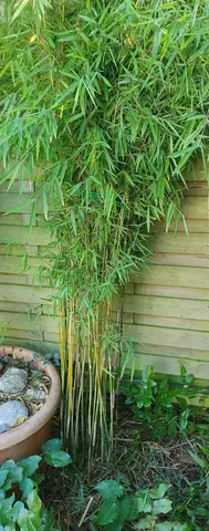 Bambous non traçants (fargesia)
