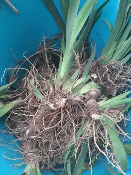 bulbe iris violet (grand)