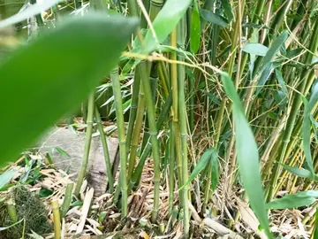 tiges de Bambous (tuteur)