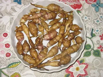 Hélianthis prêts à planter