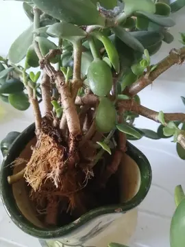 Boutures d'arbre de Jade