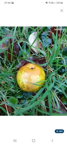 pommier à déplanter