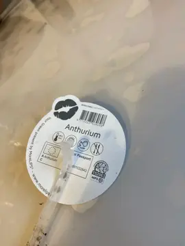 plante anthurium