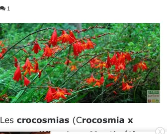 crocosmia orange