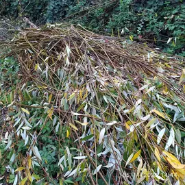 branches de saule osier