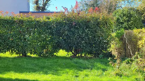Donne haie photinia 8 ans d'âge