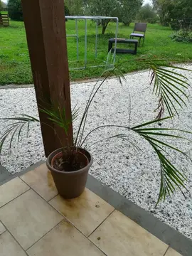 Plante verte à sauver