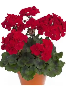 Géranium pour hiverner