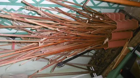 Tiges PALMIER séchées, très rigides.