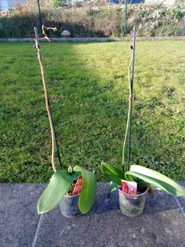 2 orchidées
