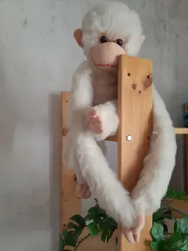peluche singe blanc
