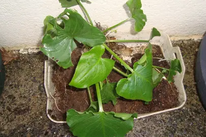 plants arums, agapanthes