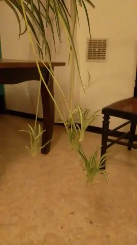 rejets de chlorophytum