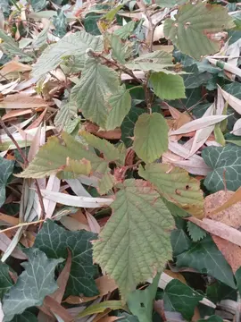 DON DE PETITS ARBRES