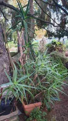 Boutures d'Aloes Arbustives